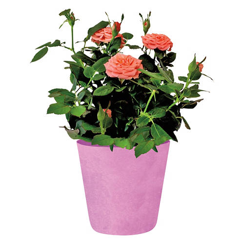 Assorted Mini Potted Roses Product Image Front shot 01