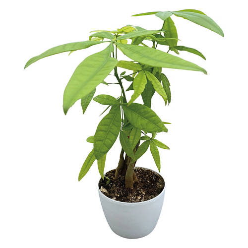 4" Money Tree