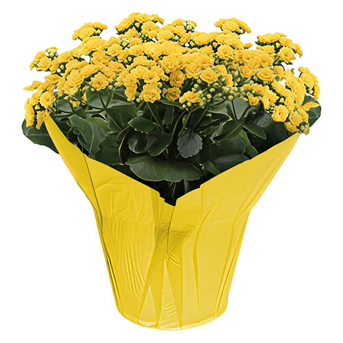  Product Image Front shot 03