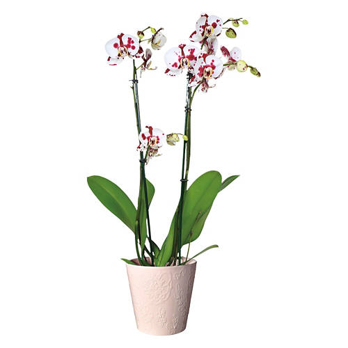  Product Image Front shot 04