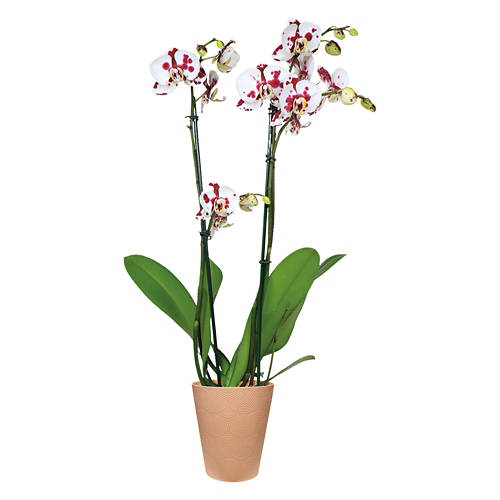  Product Image Front shot 02
