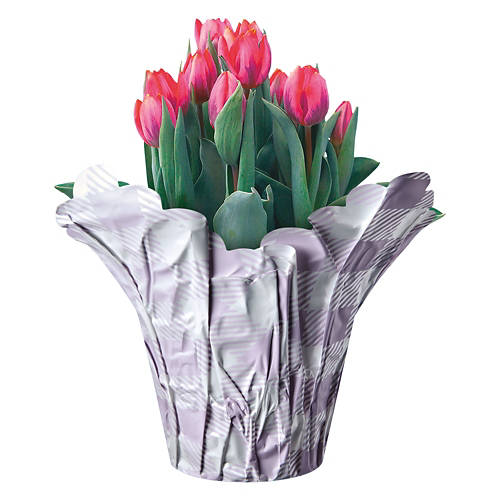 Tulips Indoor Plant - Assorted Color Product Image Front shot 01