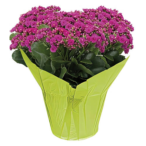 6" Blooming Flower - Assorted Color Product Image Front shot 01