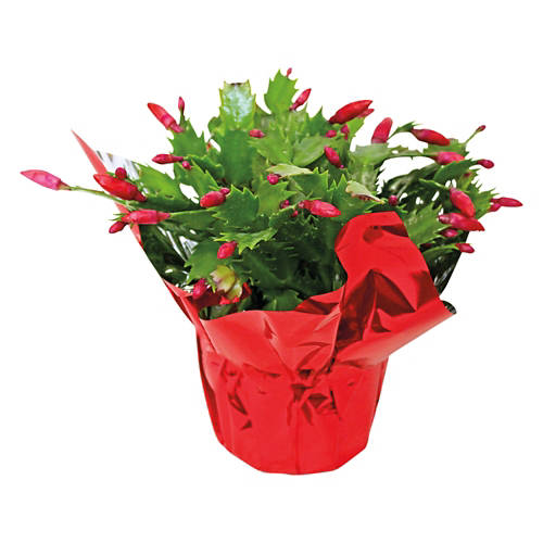 5" Holiday Assorted Cactus