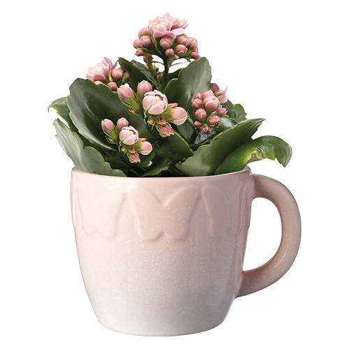  Product Image Front shot 04