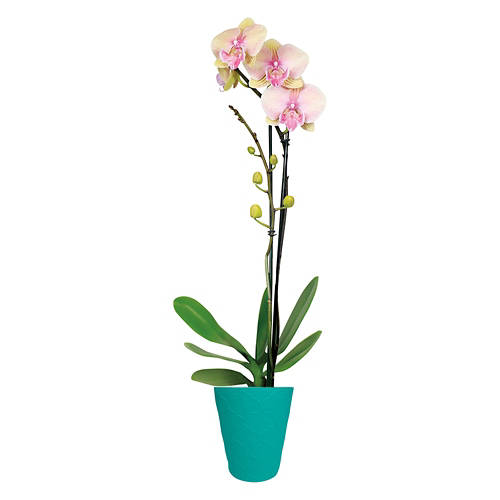  Product Image Front shot 03