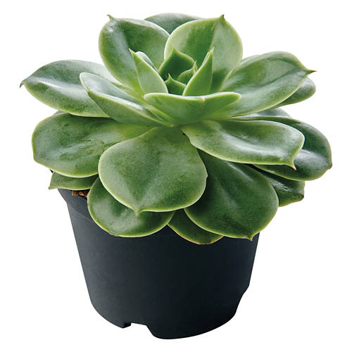  Product Image Front shot 02