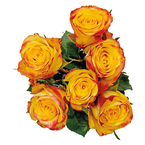 6 Roses Flower Bouquet - Assorted Color Product Image Front shot 01