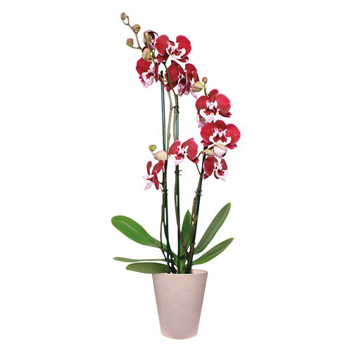  Product Image Front shot 03