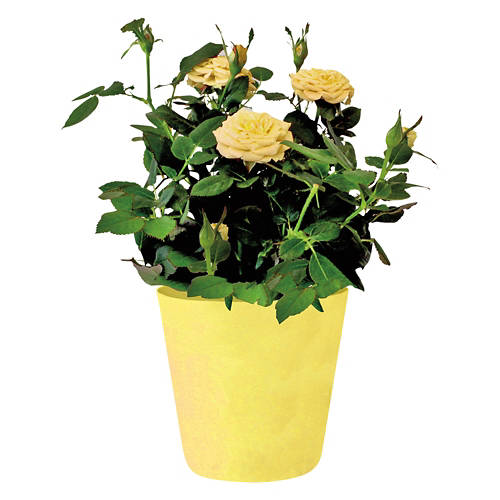  Product Image Front shot 03