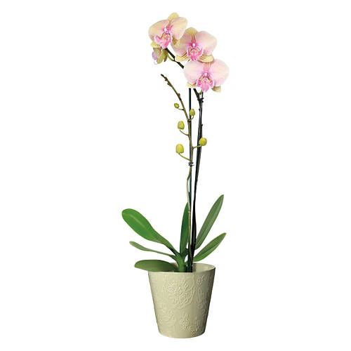  Product Image Front shot 02