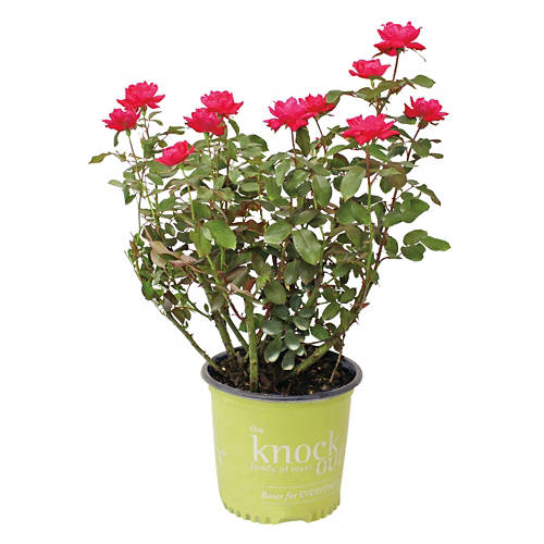  Product Image Front shot 02