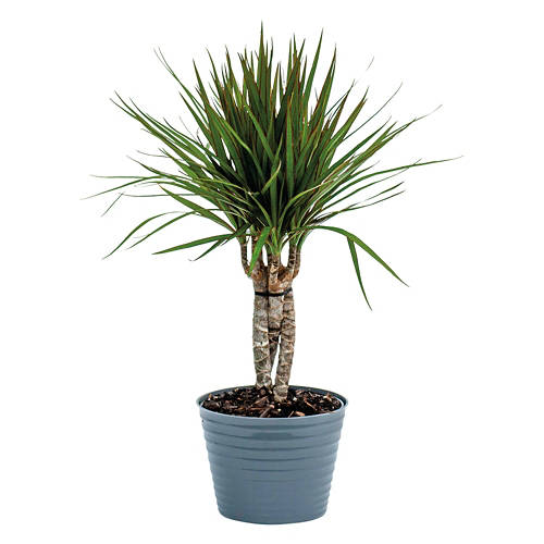 6" Foliage Assorted Varieties Product Image Front shot 01