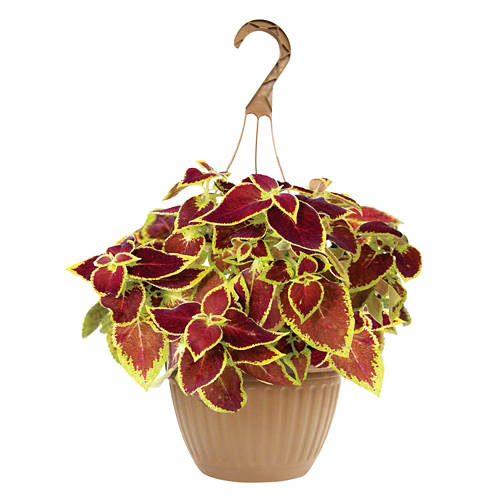 10" Flowering Basket - Assorted Color Product Image Front shot 01