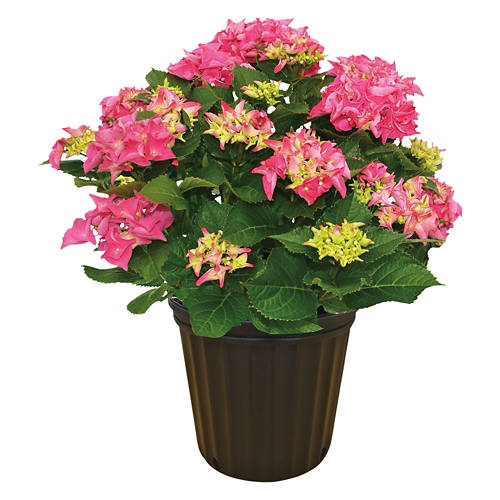  Product Image Front shot 02
