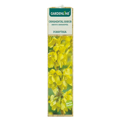 Ornamental Shrub - Assorted Varieties Product Image Front shot 01