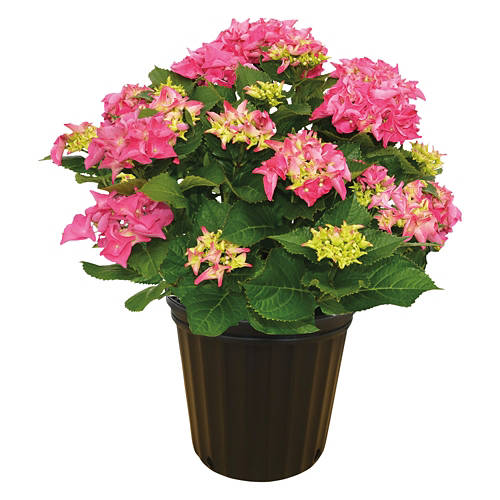  Product Image Front shot 02