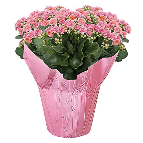  Product Image Front shot 02