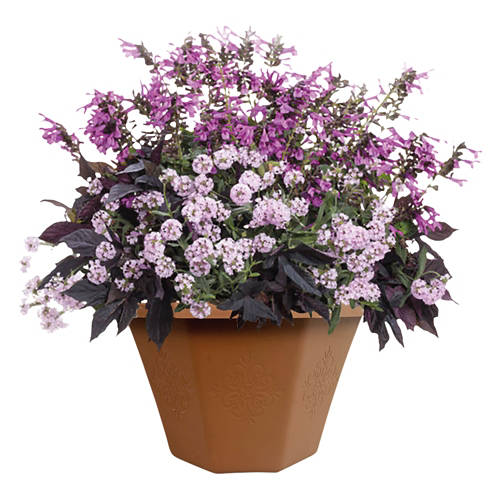 Summer Premium Patio Planter - Assorted Varieties Product Image Front shot 01