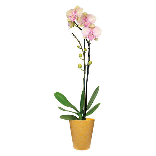  Product Image Front shot 04