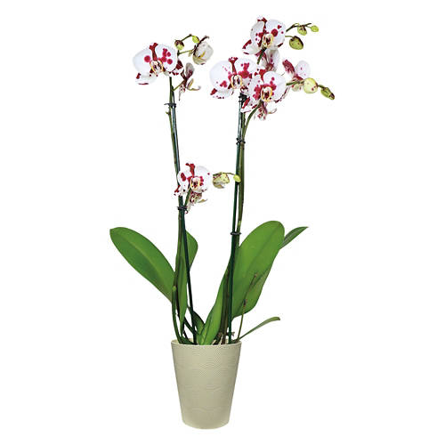 5" Orchid Plant - Assorted Color Product Image Front shot 01