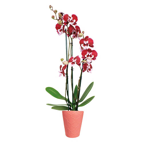 Assorted 5" Easy Orchid Plant Product Image Front shot 01