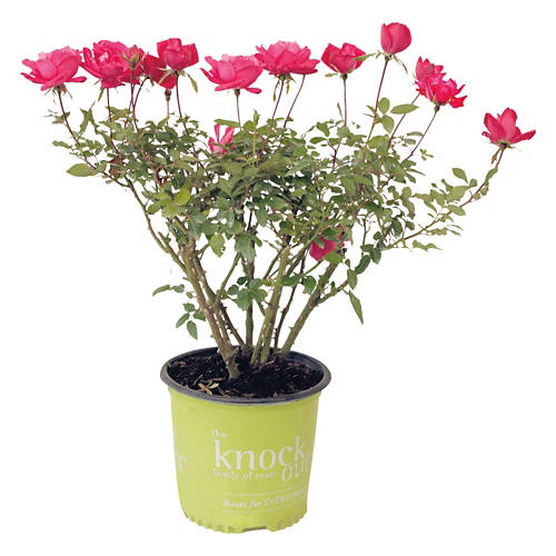 Outdoor Knockout Roses Product Image Front shot 01