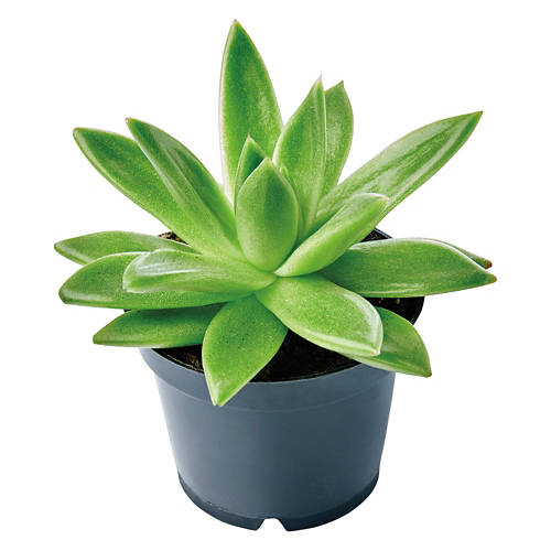 Mini Succulent - Assorted Varieties Product Image Front shot 01