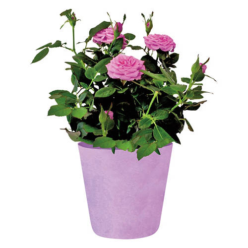  Product Image Front shot 02
