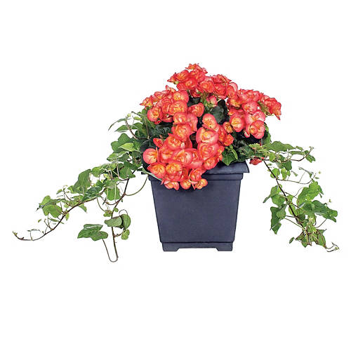 8" Patio Planter - Assorted Varieties Product Image Front shot 01