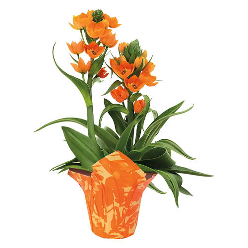 Potted Sun Star Plant