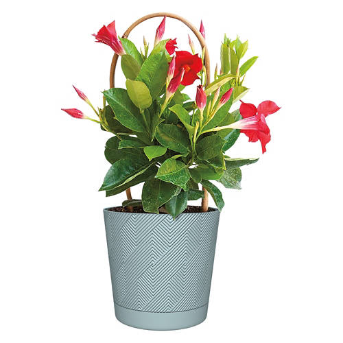 Assorted Potted Summer Tropical Plant Product Image Front shot 01