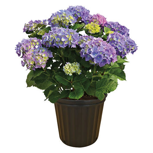 Assorted Hydrangea Product Image Front shot 01