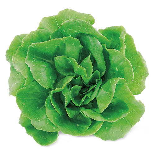 Boston Hydroponic Lettuce, each